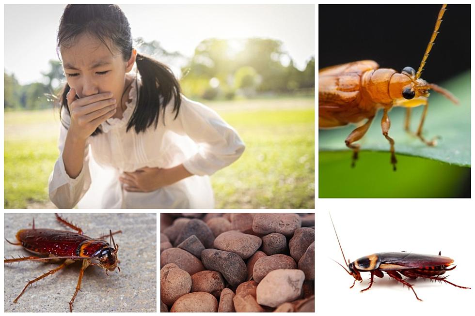 YUCK: Insects And Rocks Found In Food Sold In New York State