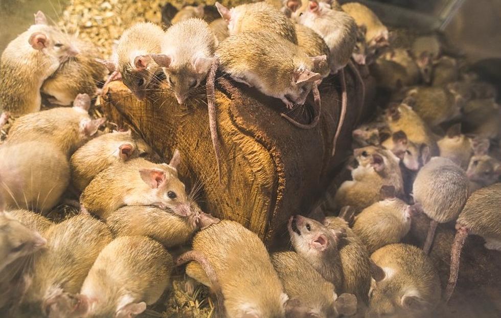 New York State Home To 4 Of The ‘Rattiest Cities’ In America