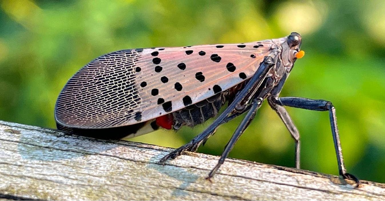 Wildlife officials urge people to kill spotted lanternflies as