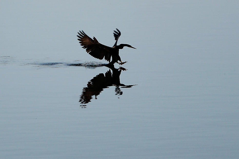 &#8216;We Must Act Now:&#8217; &#8216;Devil Bird&#8217; Found Across New York State