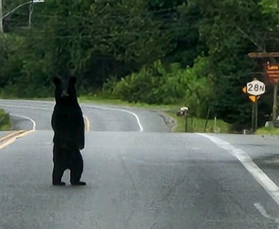 Upstate New York Bear Breaks Rules, Poses For Adorable Photo