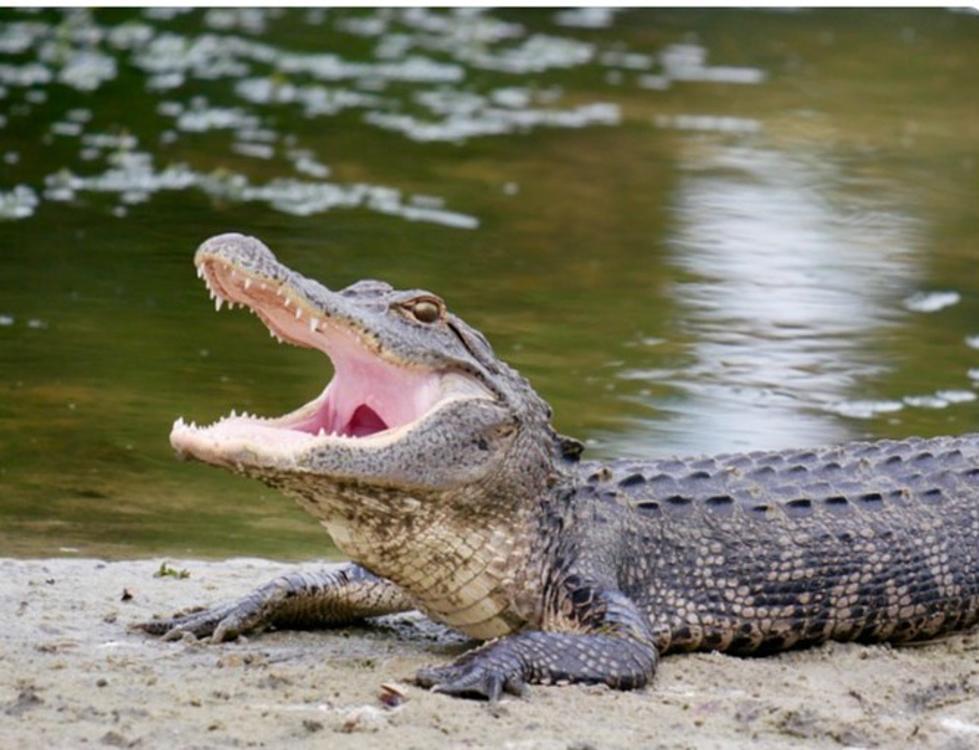 Alert: Aggressive Alligator Spotted Near New York, Park Closed