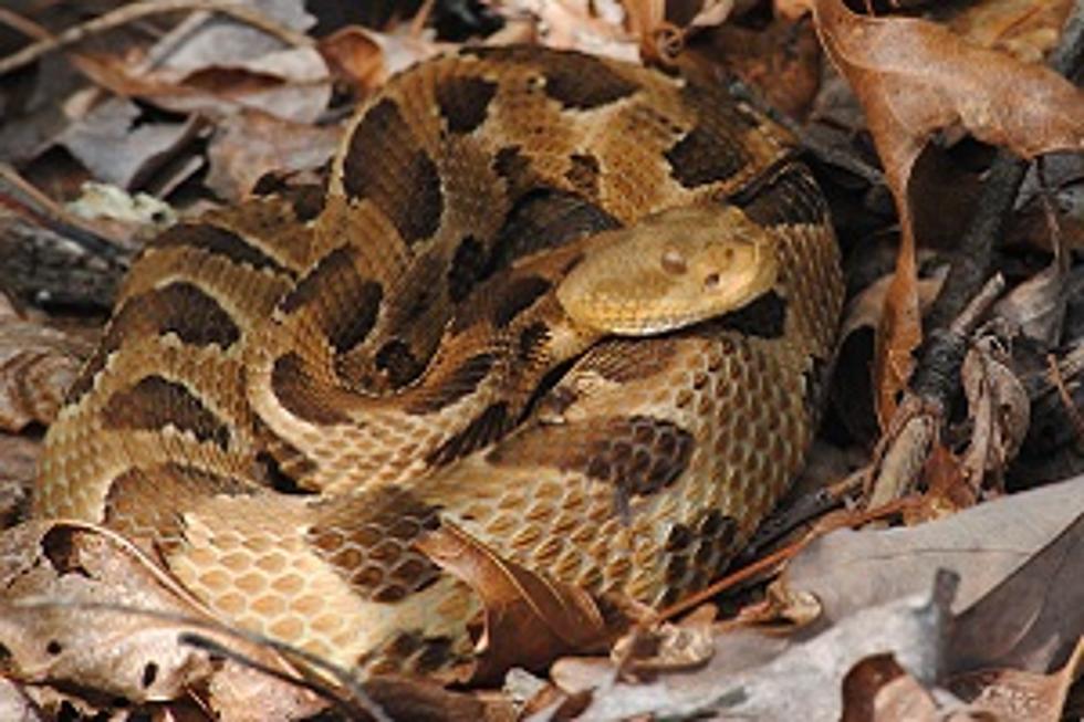 &#8216;Rare,&#8217; Venomous Snake Found Hiding In Upstate New York