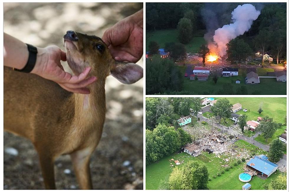 Deer Found In Dog Crate After Home Explosion In Upstate New York