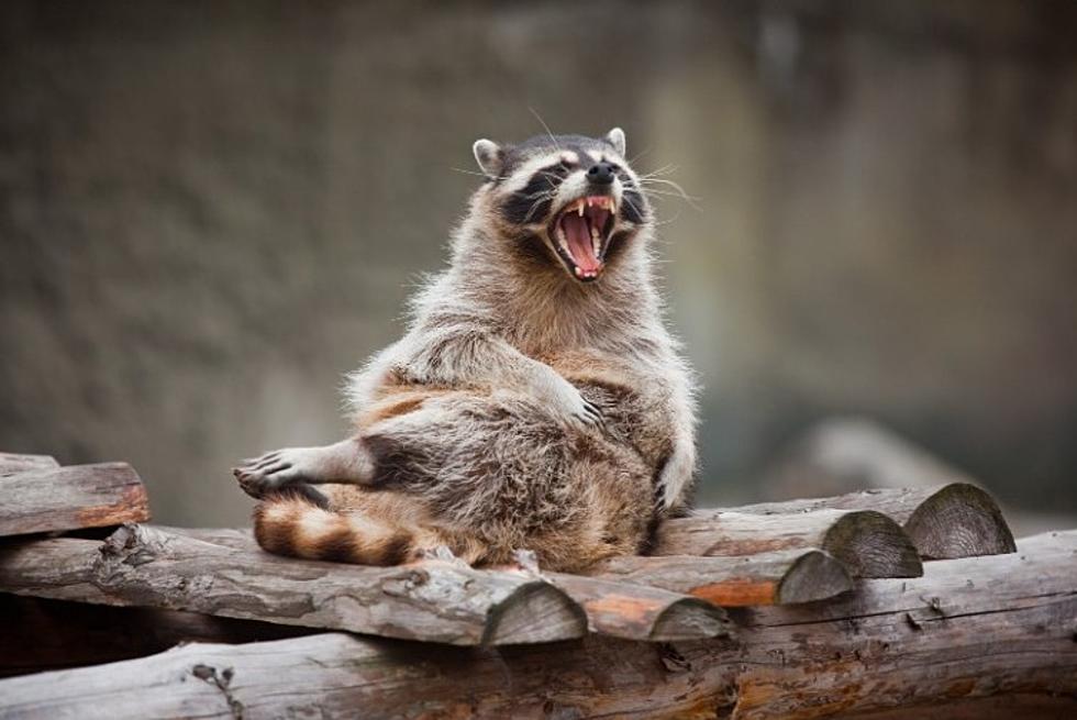 New York Officials Issue Stern Warning Over Rabid Raccoon In Hudson Valley