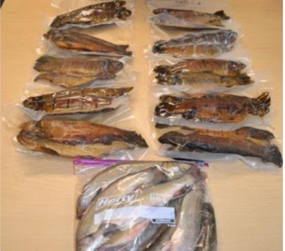 Undercover Operation Nabs Illegal Fish Sales In Upstate New York