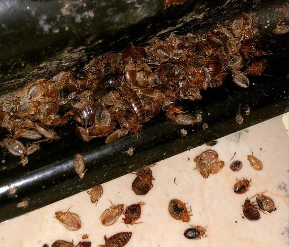 New York State ‘Tourist Trap’ Found To Be Crawling With Bed Bugs