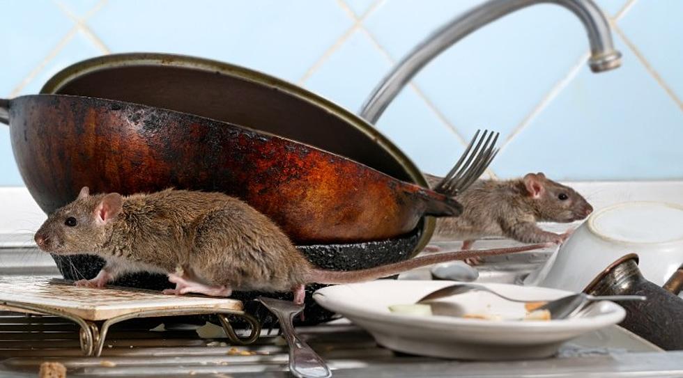 New York State Is Crawling With Rats, 6 Cities Among Most Infested