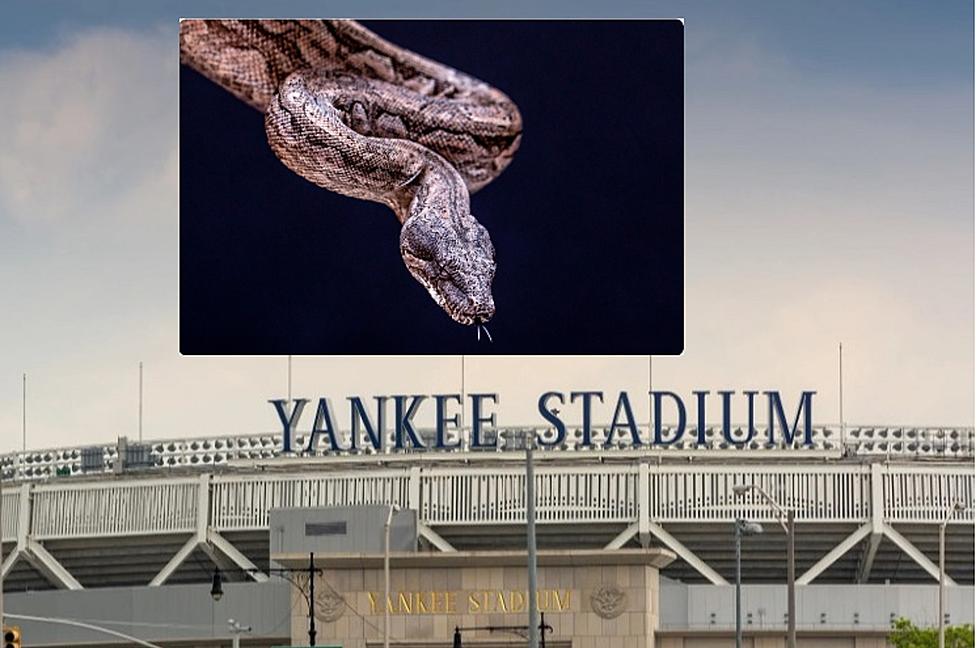 Large Snake, ‘Bambino Bao’ Found Slithering Around Yankee Stadium