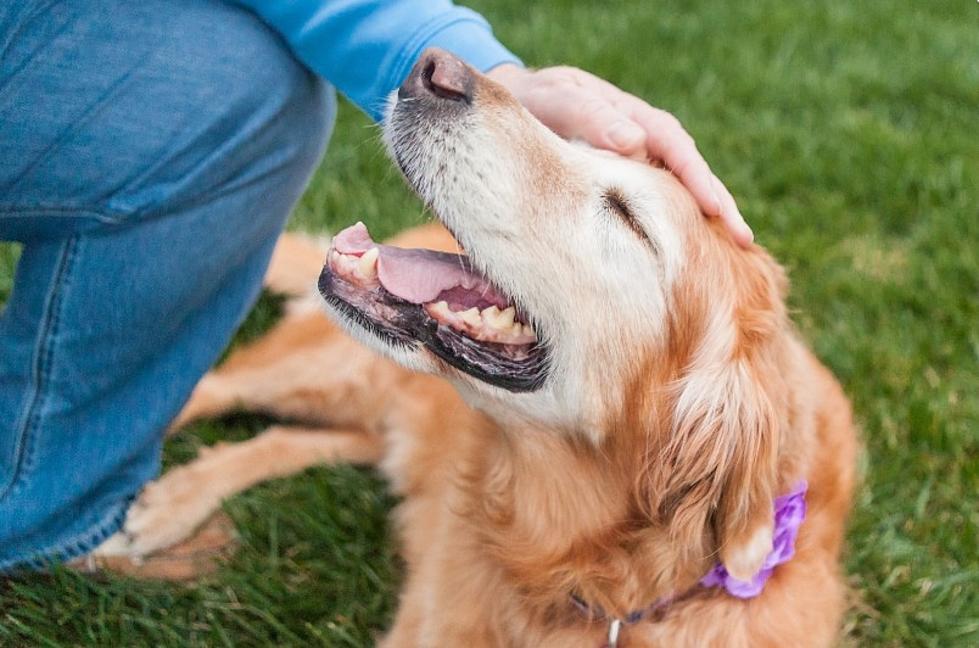 NY Pet Owners: Secret To Extend The Life Of Your Dog Uncovered