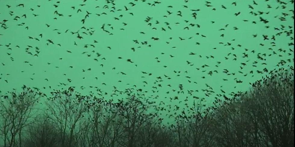 Over 10,000 Crows Ready To Invade Hudson Valley, Upstate New York