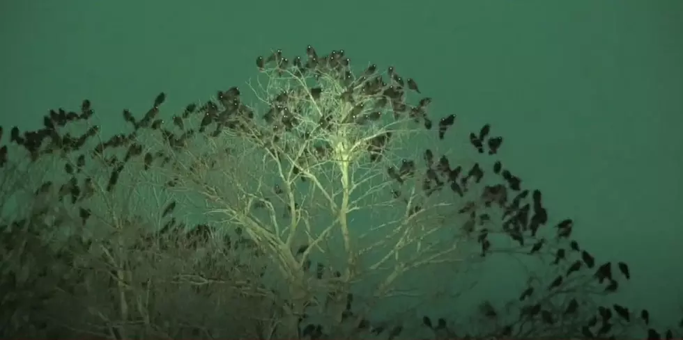 Winter Crow Roost/YouTube