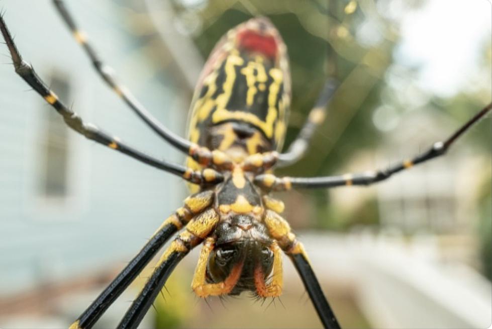 Venomous Giant Flying Spiders From Japan Expected In New York State