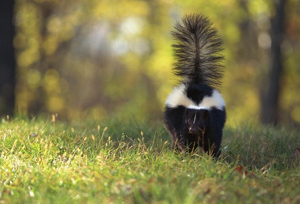 NEVER Do This If You See A Skunk In New York State