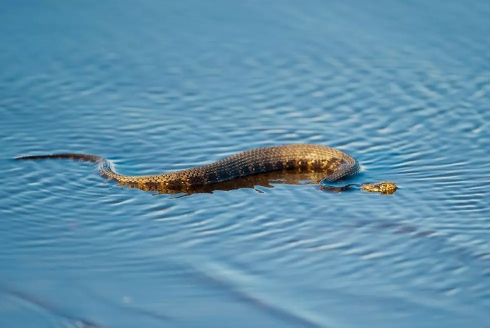 Beware: The Most Snake Infested Waters In New York State