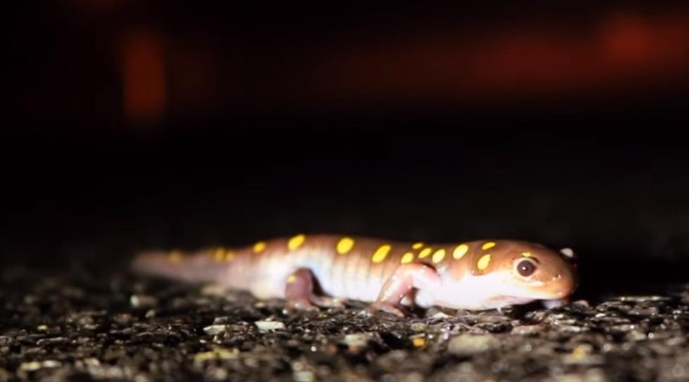 Vernal Pool Amphibians Get Shocking Early Start In New York State