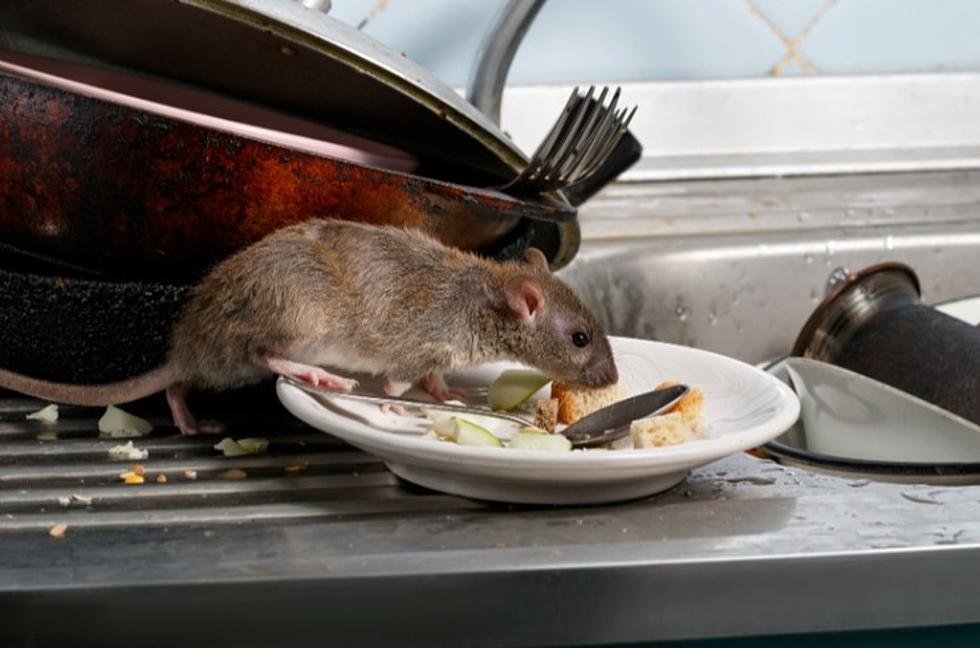 Rats Are So Bad In New York, 'Rat Academy' Classes Now Offered 