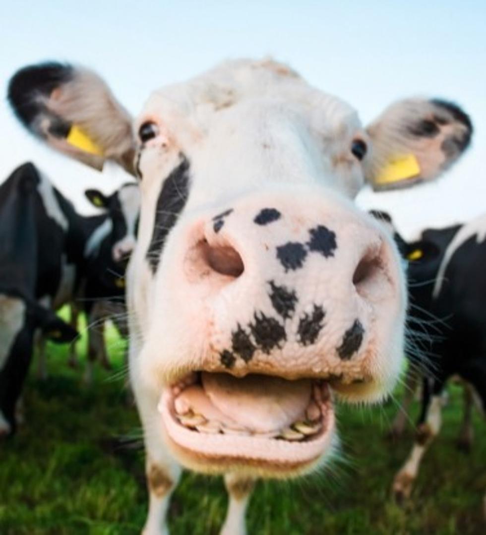 Shocking: Rabid Cow Attacks People In Upstate New York