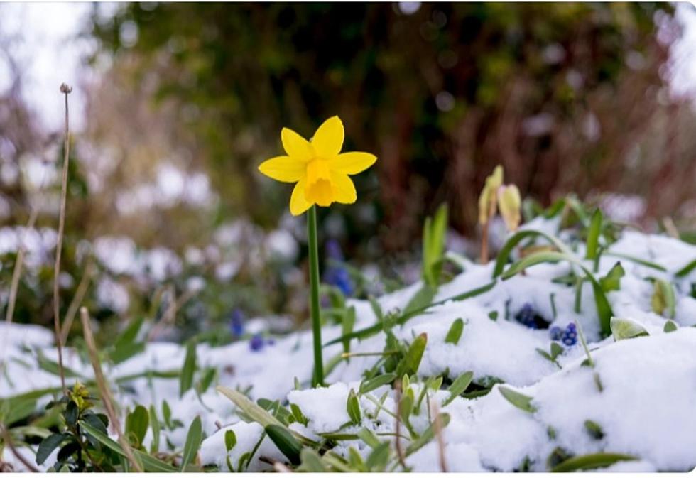 'Winter Weather Event' To Ruin Start Of Spring In New York State