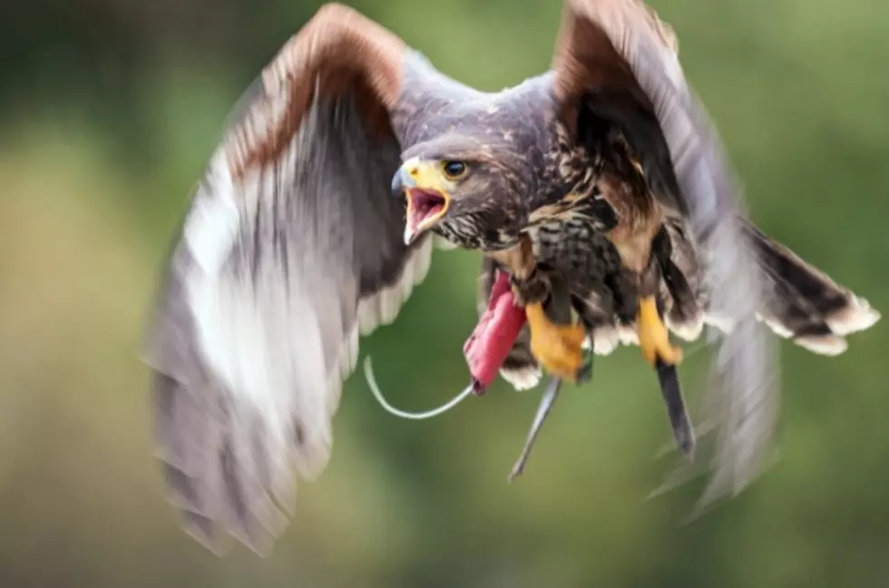 Warning: ‘Birds Of Prey’ Are Now ‘Highly Territorial’ In New York