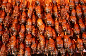 Chef Wants New Yorkers To Feast On Cicadas During Cicadapocalypse