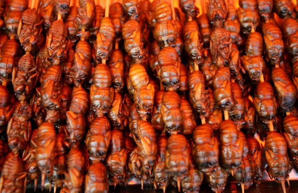 Chef Wants New Yorkers To Feast On Cicadas During Cicadapocalypse