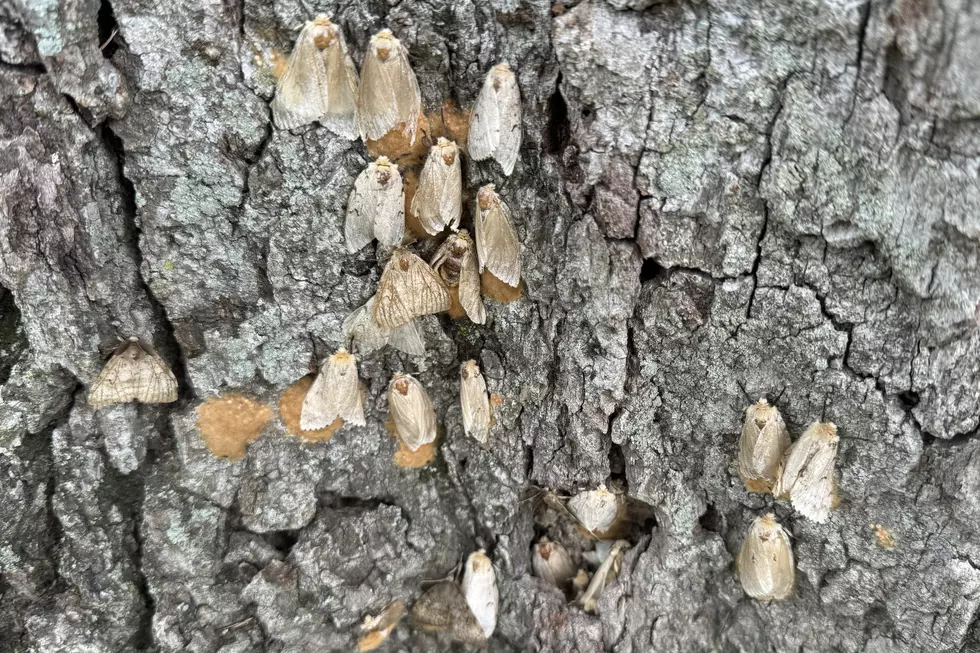 Why Is Upstate New York Overrun by Moths?