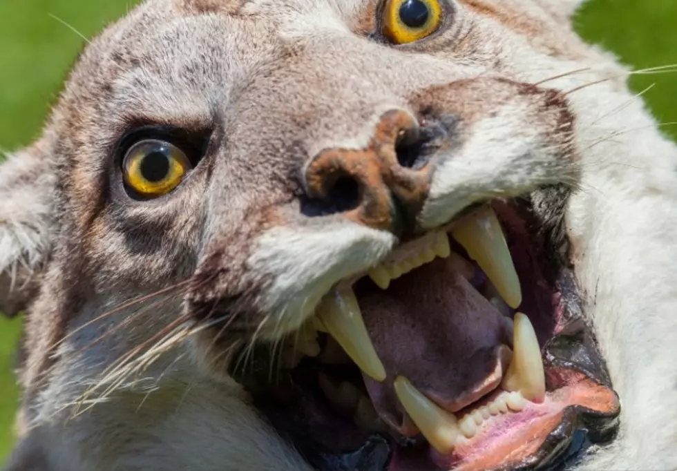 Mountain Lion Reportedly Dangerously Close To Upstate New York