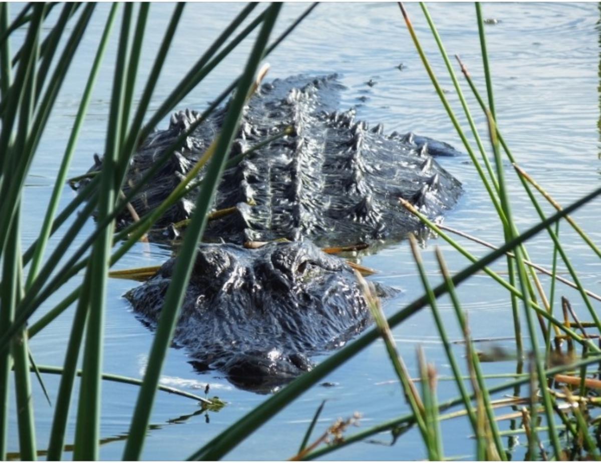 Alligator spotted near New York may swim to Empire State