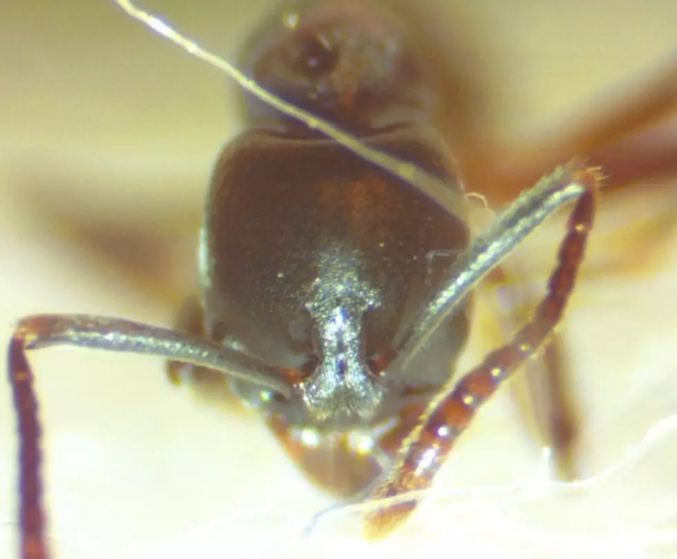inaturalist