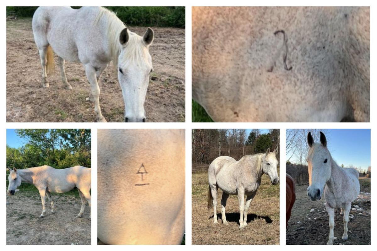 Rare Horse With Special Needs Stolen In Upstate New York