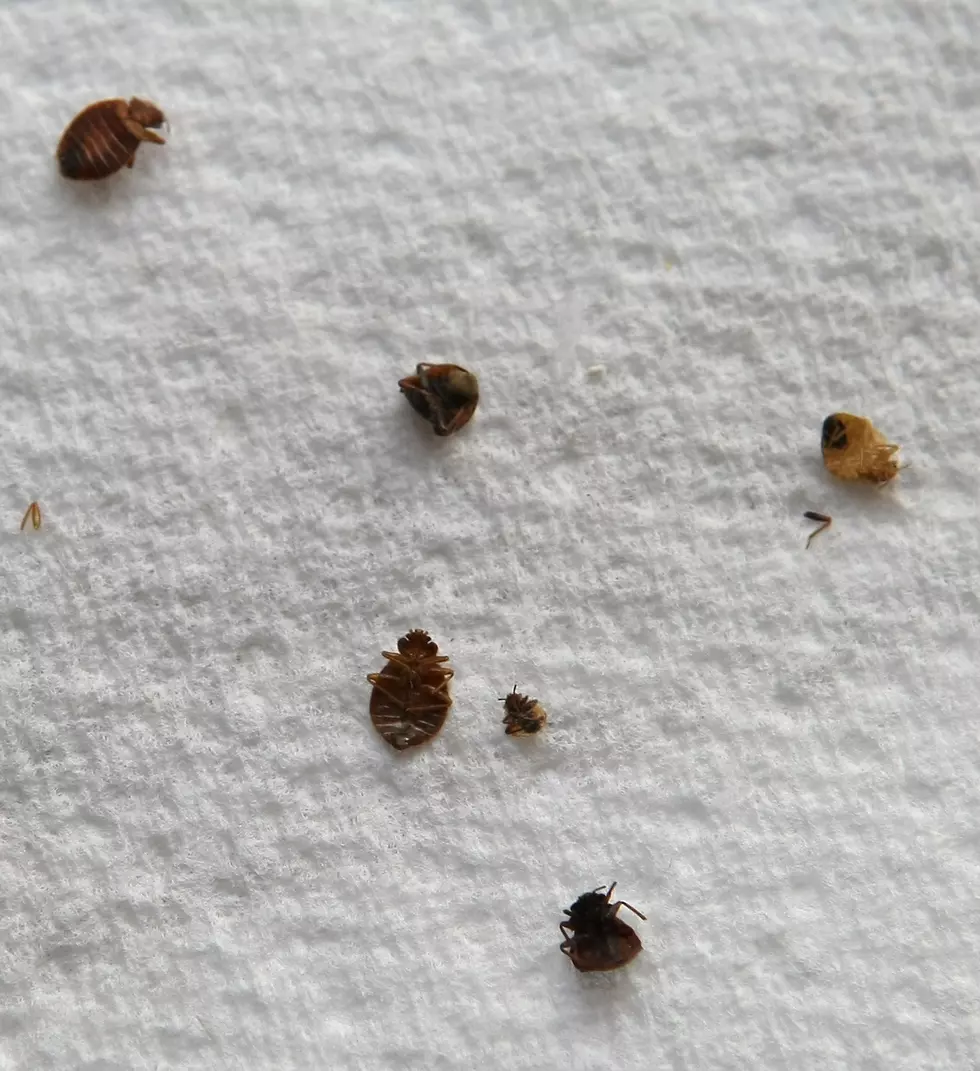 New Yorkers Warned About The Worst Places For Bed Bugs