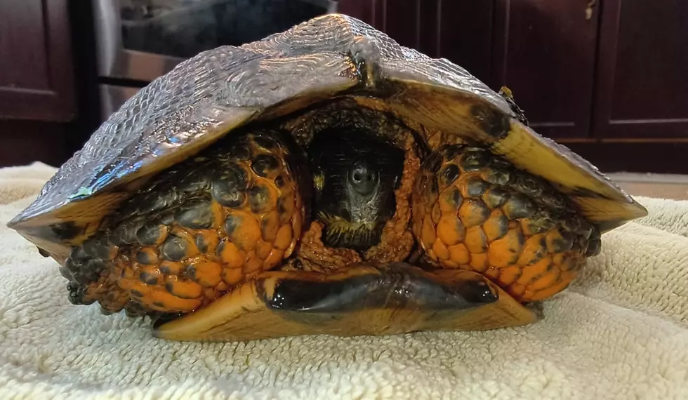 Endangered Turtle Hit By Car Rescued In The Hudson Valley