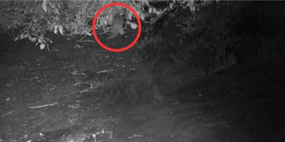 Something Rare Returns To New York River After 100 Years