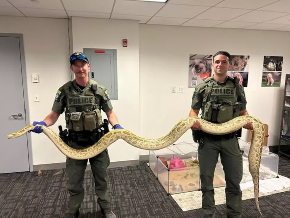 Rattlesnake Head Found In Upstate New York Freezer, Python In NYC