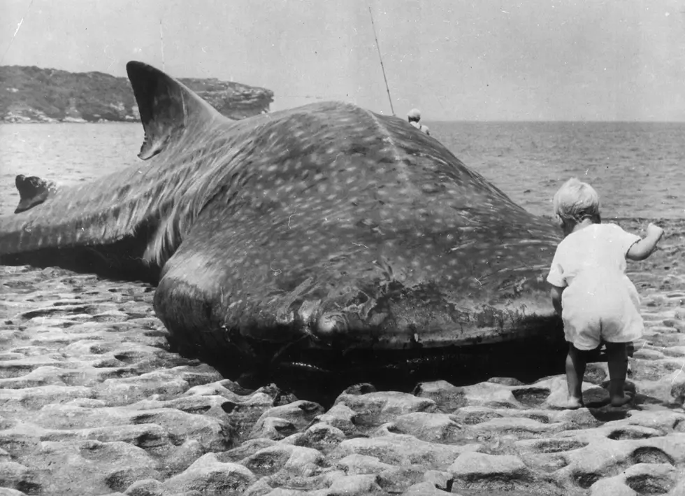 World’s Biggest Fish Seen In New York For The 1st Time Since 1935