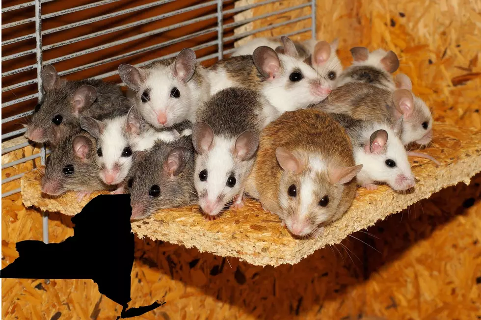 New York Has the Most Rat-Infested City in America
