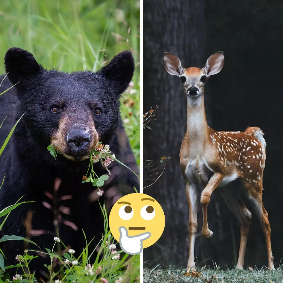 Are These Michigan’s Deadliest Wild Animals?