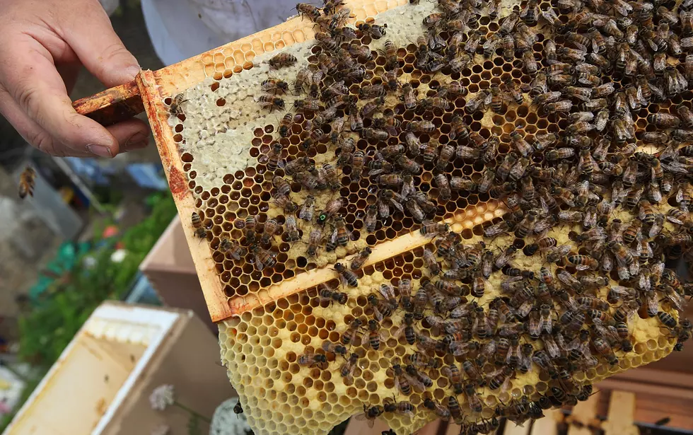 Library Offers Free Program On Backyard Beekeeping