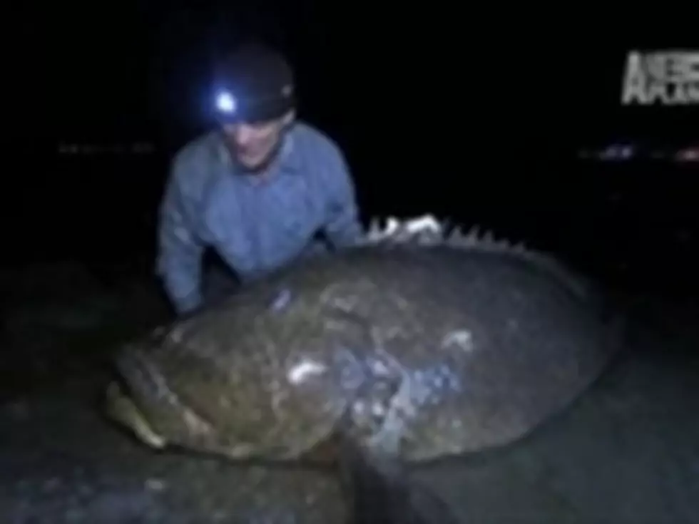 350 Pound Grouper Caught In Florida During An Episode Of &#8216;River Monsters&#8217; [VIDEO]