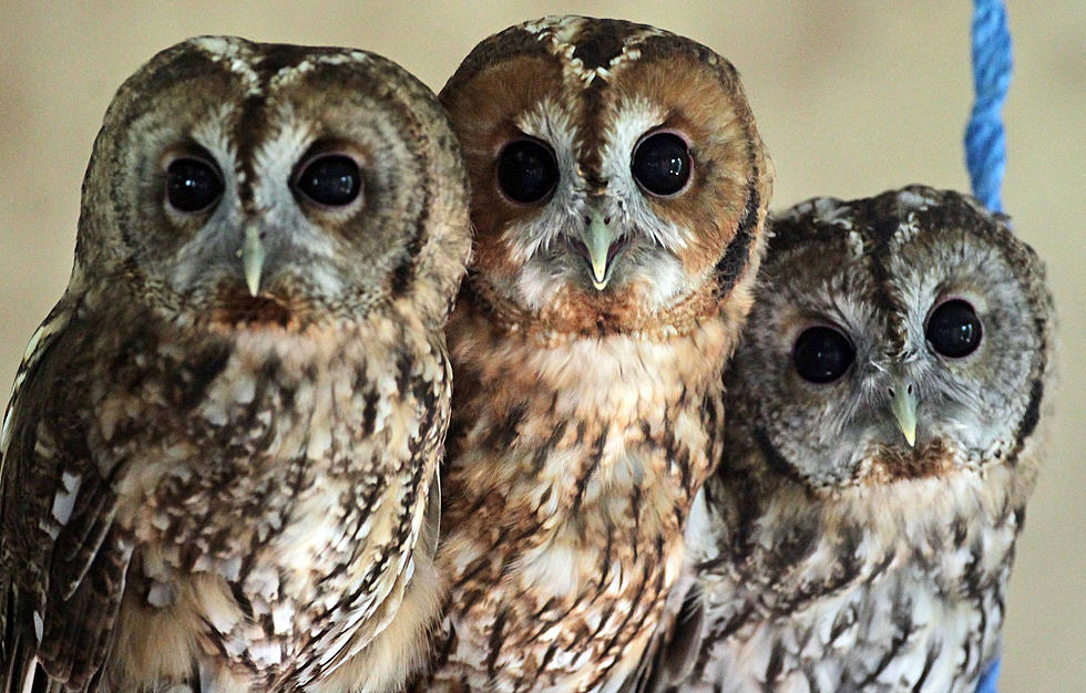 Enchanted Time Coming To Seven Ponds Nature Center