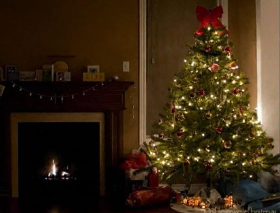 How Many Bugs are Living in Your Christmas Tree?