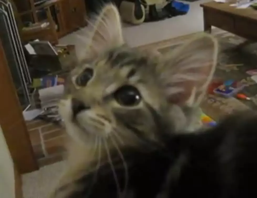 Is This Kitten&#8217;s Meow That Sounds Like A Goat Legit? [VIDEO]