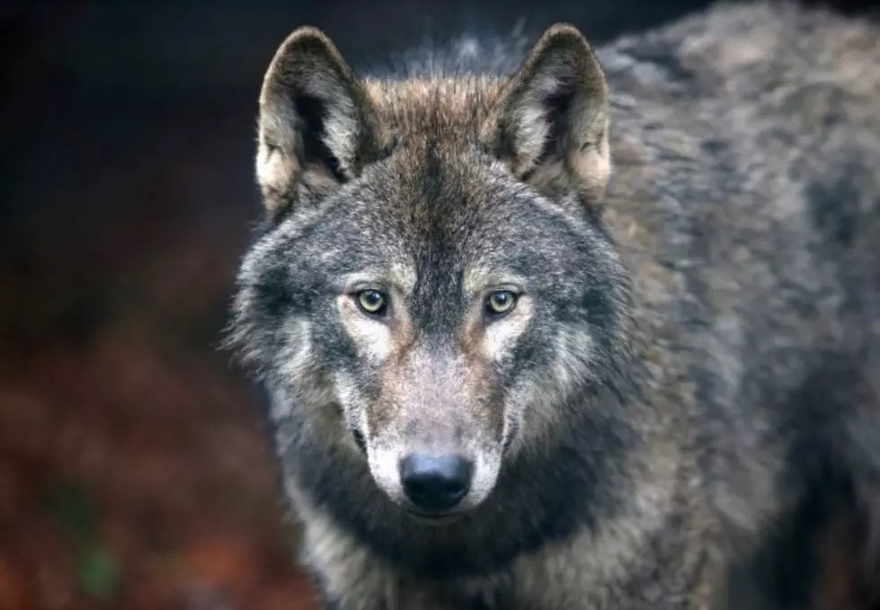 Federal Court Restores Protections for Great Lakes Wolves