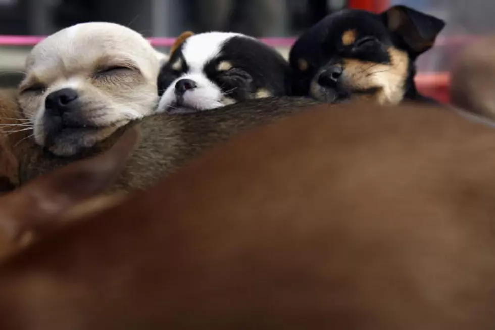 Every Day Should Be National Puppy Day [VIDEO]