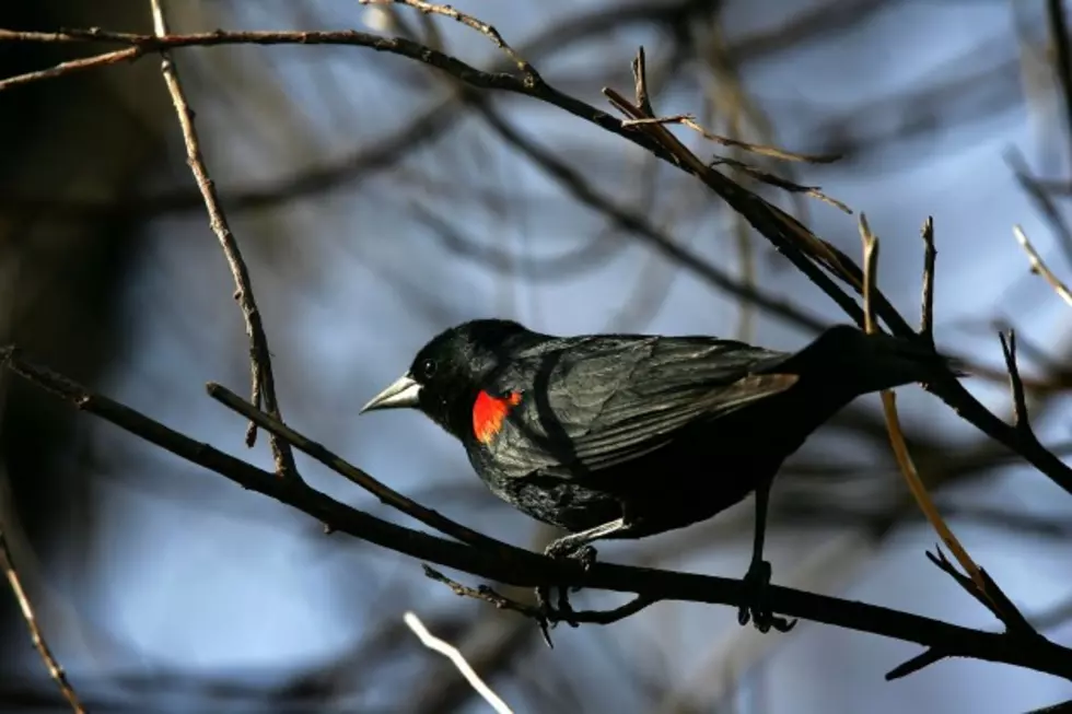 The Spring Equinox and Red-winged Blackbirds Have Arrived [VIDEO]