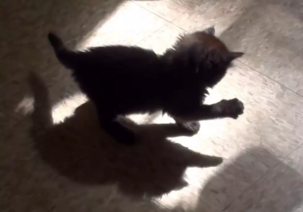 Cute Alert: Kitten Plays With His Own Shadow [VIDEO]