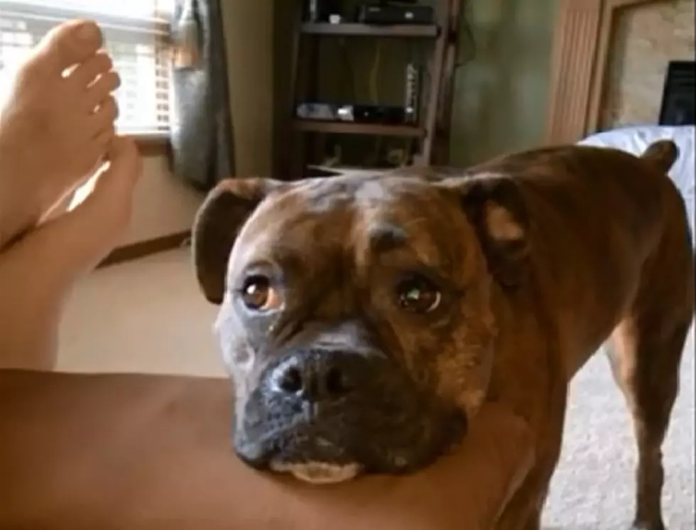 Lexi The Boxer Wants To Play [VIDEO]