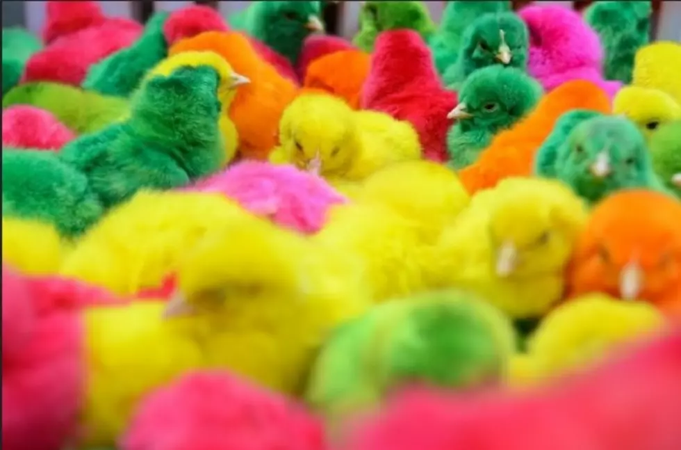 Michigan Lawmaker Wants to Repeal Ban on Dyed Easter Chicks, Ducklings &#038; Rabbits