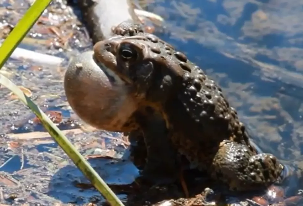 2015 Earth Day Week: Bird Walk, Owl Prowl &#038; Toad Talk At Seven Ponds [VIDEO]